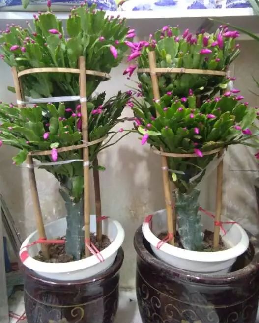 吉祥绿植添喜气，如意花卉送实惠——绿萝盆景与托盘组合大让利