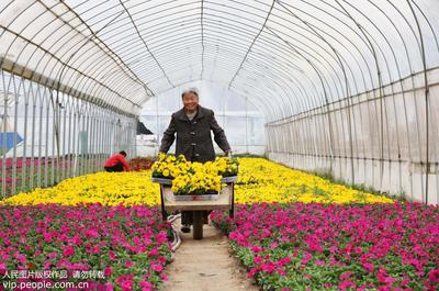 安徽濉溪 花卉种植富农家，智能电器入新居