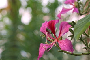 从植物园到居室 花卉与家用电器的和谐共存