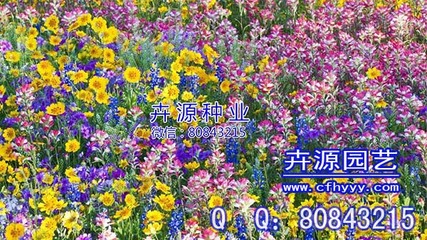 花卉种子厂家 赤峰市元宝山区卉源园艺种子经销处的产品与图像解析