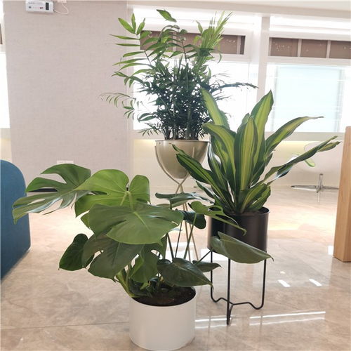 图 天津绿植公司,绿植租摆服务公司,天津绿植租赁公司 天津鲜花绿植