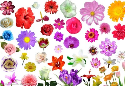 自然与工业的交融 花朵植物素材在机械设备设计中的美学与创新