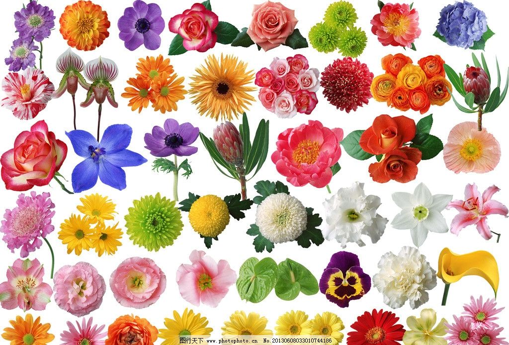 花种类大全 探索色彩斑斓的花卉世界