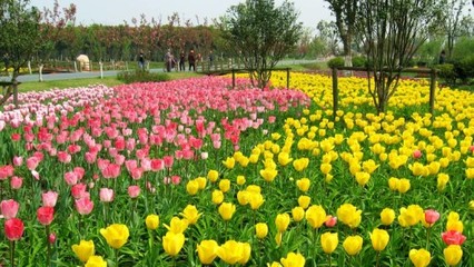 苏州中国花卉植物园门票预订指南及价格信息