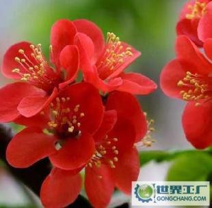 基地直销优质花卉苗木 西府海棠、帖梗海棠与红宝石海棠