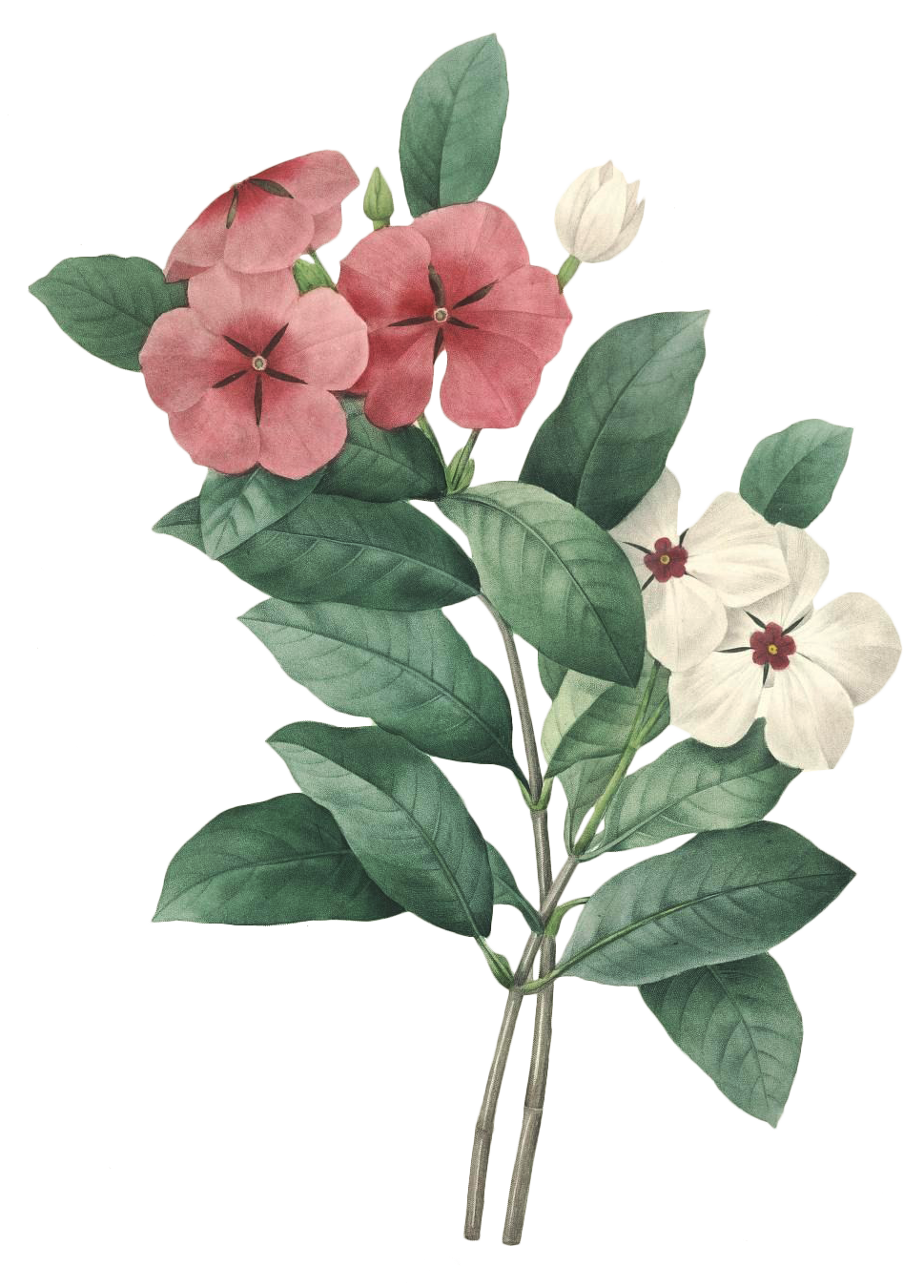 绚烂花语 高清花卉素材的艺术与应用