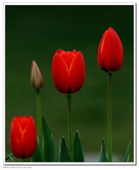 北京圃朗特园艺 科技赋能花卉产业，机械设备引领园艺新潮流