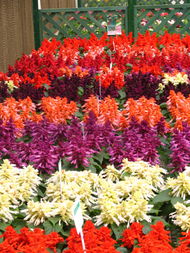 陕西华凌园林景观工程 匠心筑就花卉世界，扮靓城市美好生活