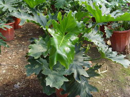 海口茜淋花卉种苗 为您的家居生活增添自然色彩