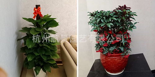 余杭区专业工厂绿化公司 花卉配置的艺术与科学