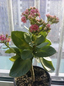 探寻长寿花的商品名 从藏花阁论坛的园艺交流说起