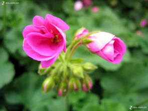 合肥丰乐生态园 探访华东最大精品花卉大观园，赏花之余的家用电器随拍之旅